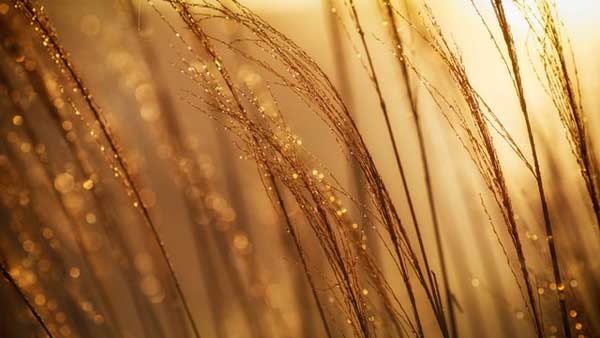 Golden coloured wheat in the warm sun